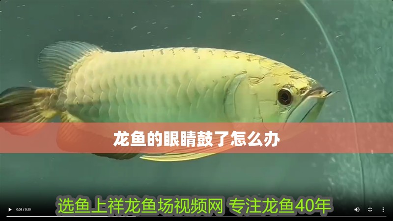 龍魚的眼睛鼓了怎么辦
