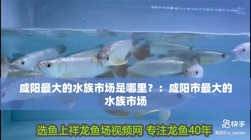 咸陽最大的水族市場是哪里？：咸陽市最大的水族市場 咸陽最大的水族市場是哪里？：咸陽市最大的水族市場 魚缸百科