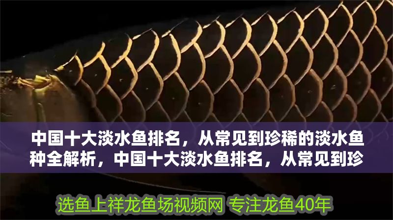 中國(guó)十大淡水魚排名，從常見(jiàn)到珍稀的淡水魚種全解析，中國(guó)十大淡水魚排名，從常見(jiàn)到珍稀的全面解析