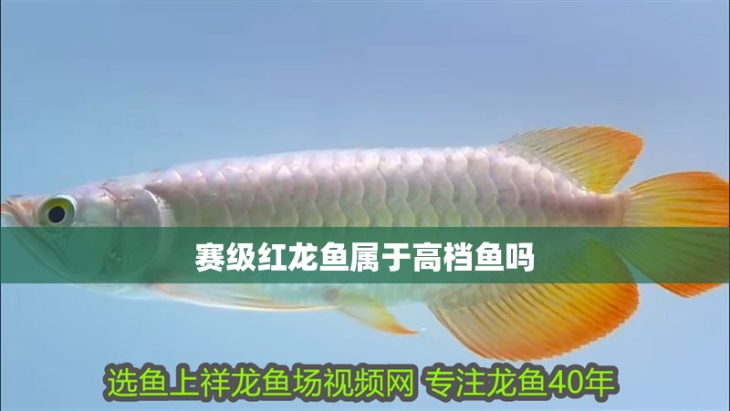 賽級(jí)紅龍魚屬于高檔魚嗎