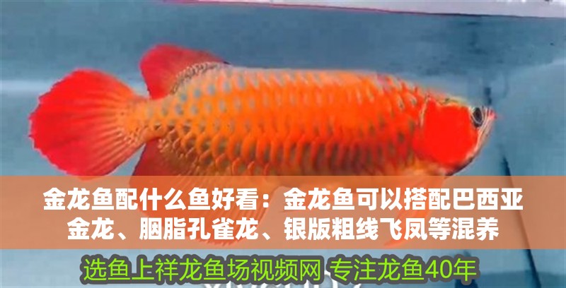 金龍魚配什么魚好看：金龍魚可以搭配巴西亞金龍、胭脂孔雀龍、銀版粗線飛鳳等混養