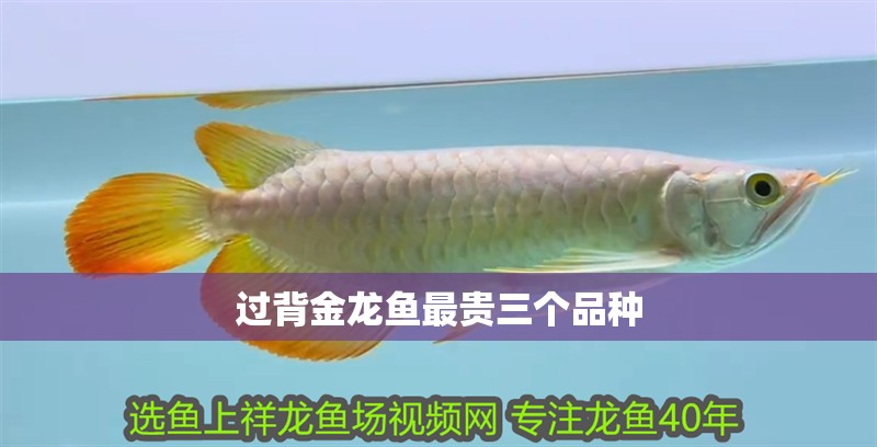 過背金龍魚最貴三個品種 過背金龍魚最貴三個品種 龍魚論壇