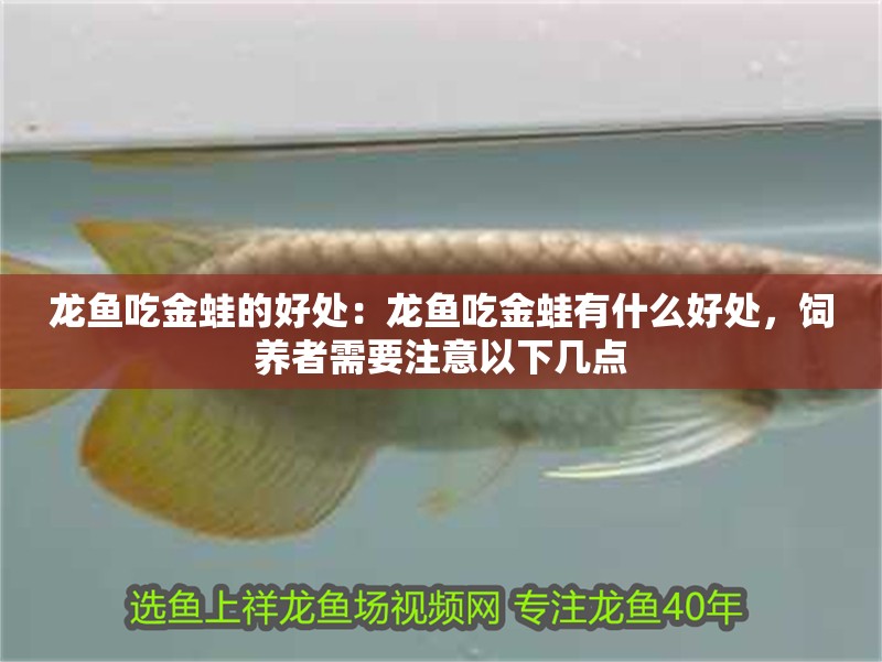 龍魚吃金蛙的好處：龍魚吃金蛙有什么好處，飼養者需要注意以下幾點