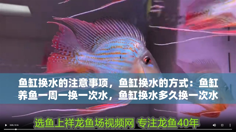 魚缸換水的注意事項，魚缸換水的方式：魚缸養魚一周一換一次水，魚缸換水多久換一次水，魚缸換一次水