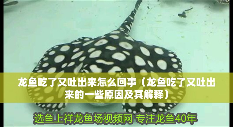龍魚吃了又吐出來怎么回事（龍魚吃了又吐出來的一些原因及其解釋）