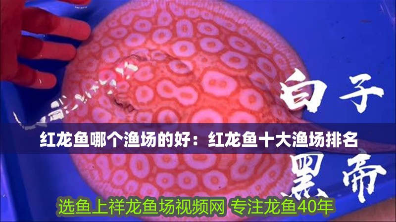 紅龍魚哪個漁場的好：紅龍魚十大漁場排名 紅龍魚哪個漁場的好：紅龍魚十大漁場排名 龍魚百科