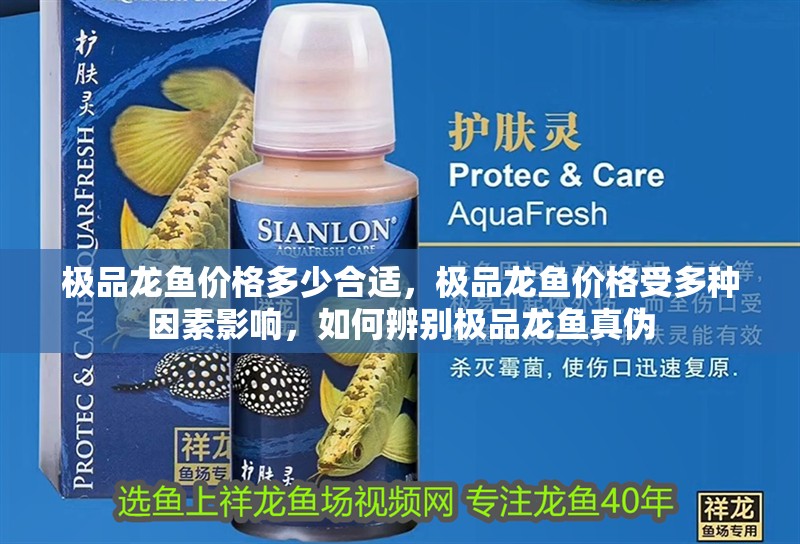 極品龍魚價格多少合適，極品龍魚價格受多種因素影響，如何辨別極品龍魚真偽
