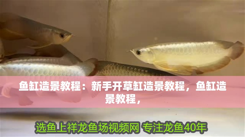 魚缸造景教程：新手開草缸造景教程，魚缸造景教程，
