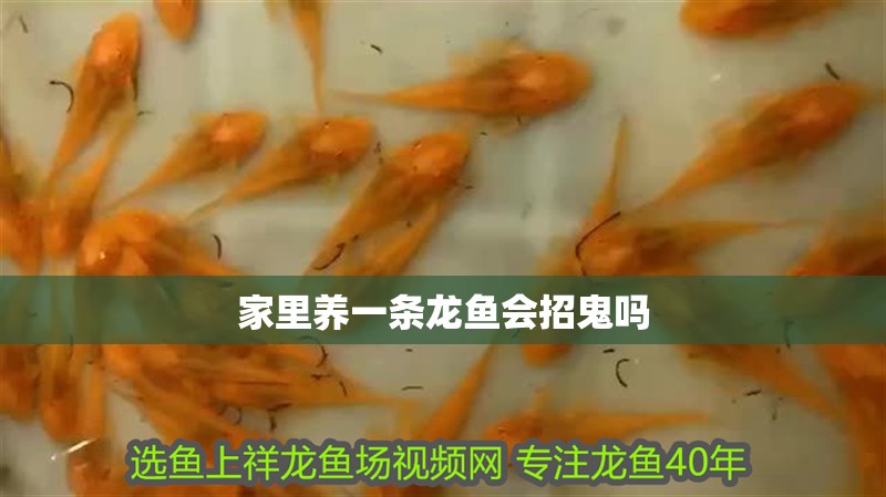 家里養(yǎng)一條龍魚會招鬼嗎