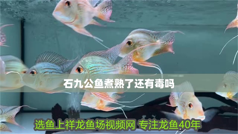 石九公魚煮熟了還有毒嗎