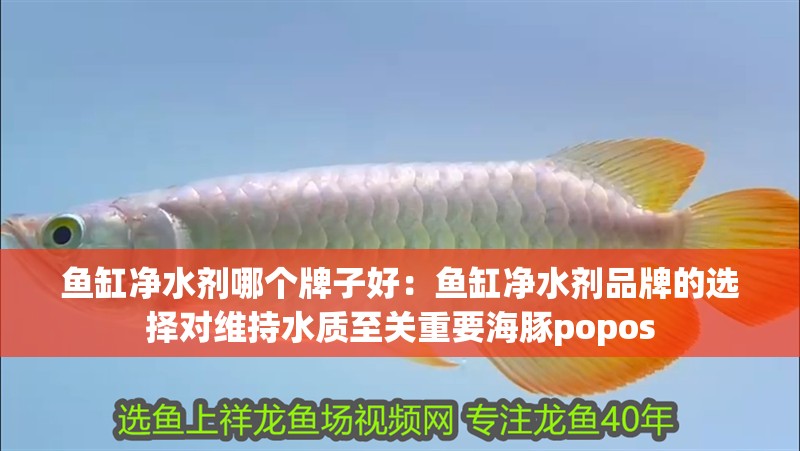 魚缸凈水劑哪個牌子好：魚缸凈水劑品牌的選擇對維持水質至關重要海豚popos 魚缸凈水劑哪個牌子好：魚缸凈水劑品牌的選擇對維持水質至關重要海豚popos 魚缸百科