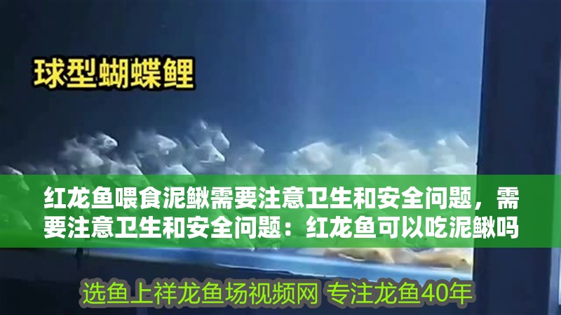紅龍魚喂食泥鰍需要注意衛生和安全問題，需要注意衛生和安全問題：紅龍魚可以吃泥鰍嗎