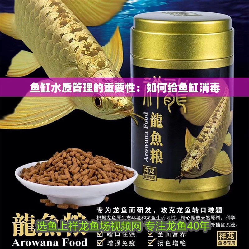 魚缸水質管理的重要性：如何給魚缸消毒