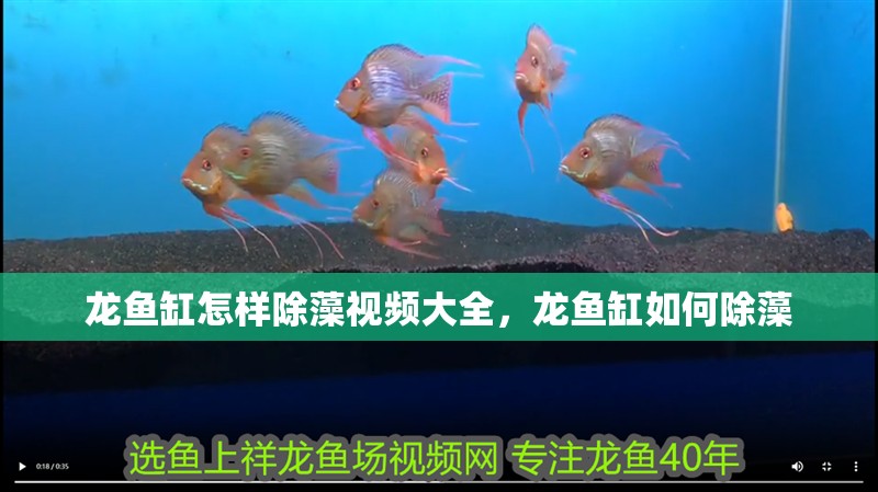 龍魚缸怎樣除藻視頻大全，龍魚缸如何除藻 龍魚缸怎樣除藻視頻大全，龍魚缸如何除藻 魚缸百科