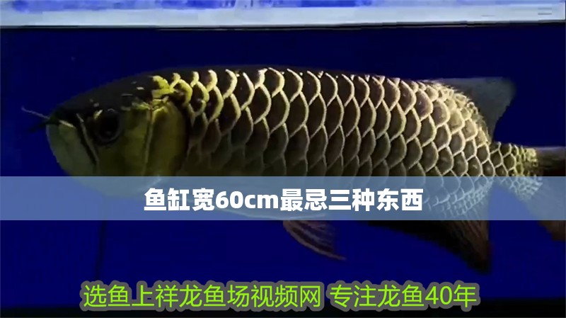 魚缸寬60cm最忌三種東西