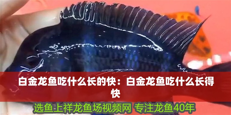 白金龍魚吃什么長的快：白金龍魚吃什么長得快