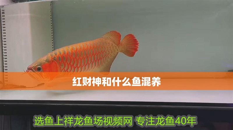 紅財(cái)神和什么魚混養(yǎng)