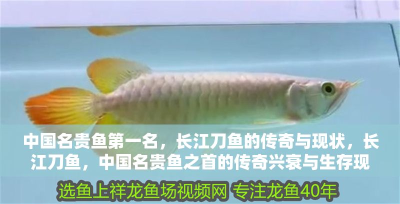 中國名貴魚第一名，長江刀魚的傳奇與現狀，長江刀魚，中國名貴魚之首的傳奇興衰與生存現狀 中國名貴魚第一名，長江刀魚的傳奇與現狀，長江刀魚，中國名貴魚之首的傳奇興衰與生存現狀 龍魚百科 第1張