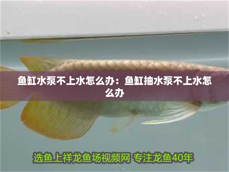 魚缸水泵不上水怎么辦：魚缸抽水泵不上水怎么辦