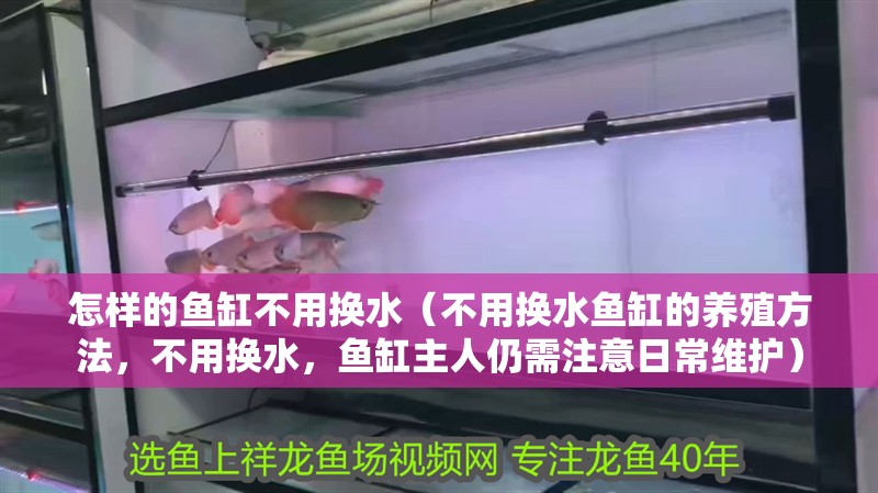 怎樣的魚缸不用換水（不用換水魚缸的養殖方法，不用換水，魚缸主人仍需注意日常維護）