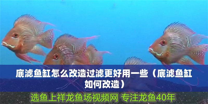 底濾魚缸怎么改造過濾更好用一些（底濾魚缸如何改造） 底濾魚缸怎么改造過濾更好用一些（底濾魚缸如何改造） 魚缸百科