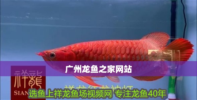 廣州龍魚之家網站