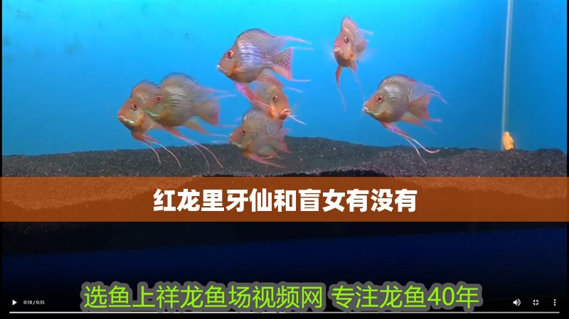 紅龍里牙仙和盲女有沒(méi)有