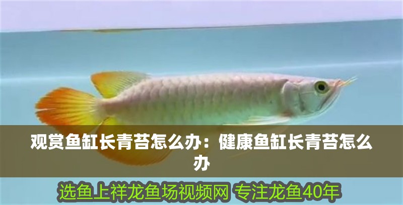 龍魚干蝦有營養(yǎng)嗎 觀賞魚缸長青苔怎么辦:健康魚缸長青苔怎么辦 魚缸百科 觀賞魚缸長青苔怎么辦:健康魚缸長青苔怎么辦 觀賞魚缸長青苔怎么辦:健康魚缸長青苔怎么辦 魚缸百科