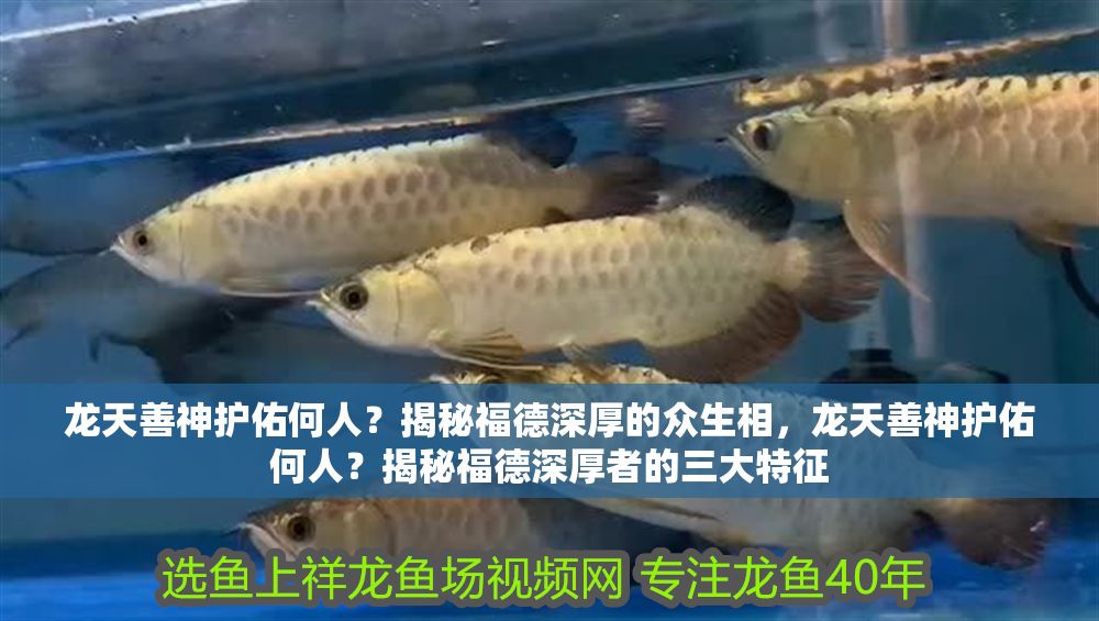 龍?zhí)焐粕褡o(hù)佑何人？揭秘福德深厚的眾生相，龍?zhí)焐粕褡o(hù)佑何人？揭秘福德深厚者的三大特征 龍?zhí)焐粕褡o(hù)佑何人？揭秘福德深厚的眾生相，龍?zhí)焐粕褡o(hù)佑何人？揭秘福德深厚者的三大特征 龍魚百科 第1張