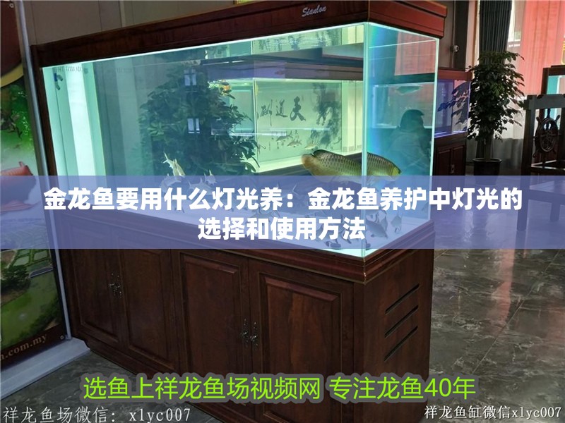 我的虎魚真菌感染了要怎么處理 金龍魚要用什么燈光養:金龍魚養護中燈光的選擇和使用方法 龍魚百科 金龍魚要用什么燈光養:金龍魚養護中燈光的選擇和使用方法 金龍魚要用什么燈光養:金龍魚養護中燈光的選擇和使用方法 龍魚百科
