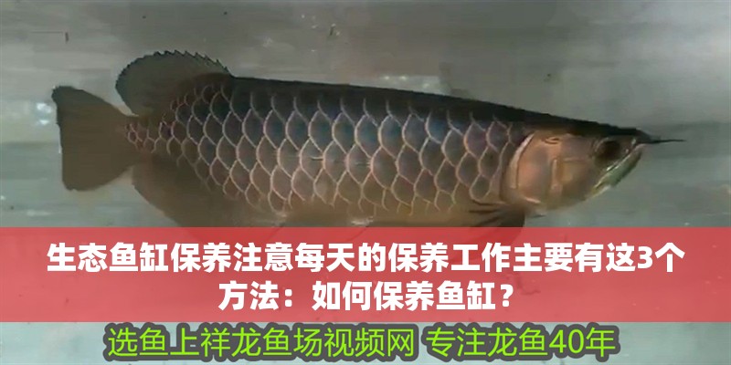 生態魚缸保養注意每天的保養工作主要有這3個方法：如何保養魚缸？