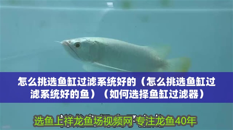 怎么挑選魚(yú)缸過(guò)濾系統(tǒng)好的（怎么挑選魚(yú)缸過(guò)濾系統(tǒng)好的魚(yú)）（如何選擇魚(yú)缸過(guò)濾器）