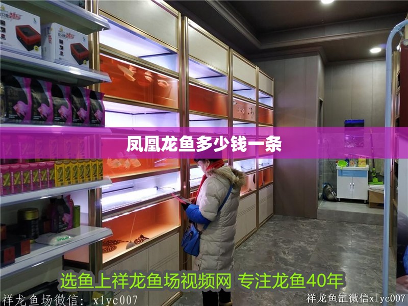 鳳凰龍魚多少錢一條