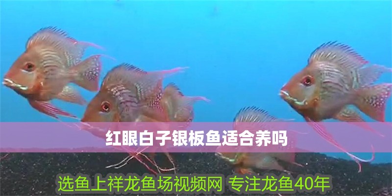 紅眼白子銀板魚適合養嗎
