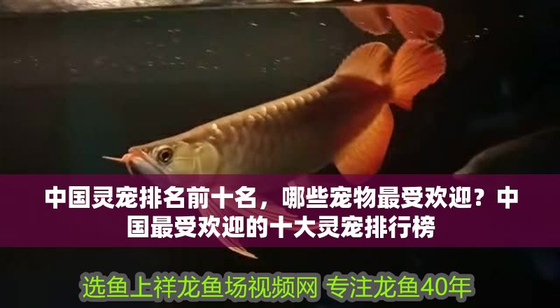 中國靈寵排名前十名，哪些寵物最受歡迎？中國最受歡迎的十大靈寵排行榜