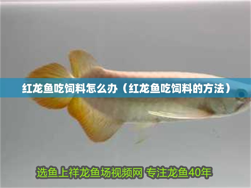 紅龍魚吃飼料怎么辦（紅龍魚吃飼料的方法）