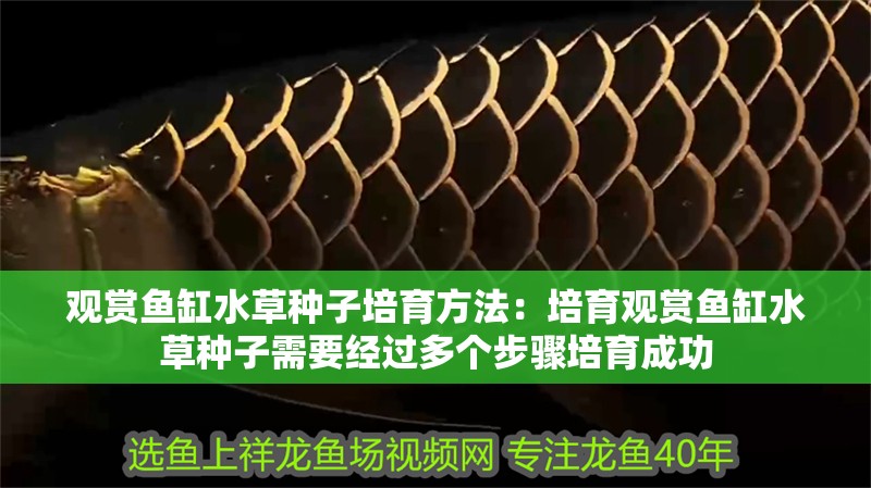 觀賞魚缸水草種子培育方法：培育觀賞魚缸水草種子需要經過多個步驟培育成功