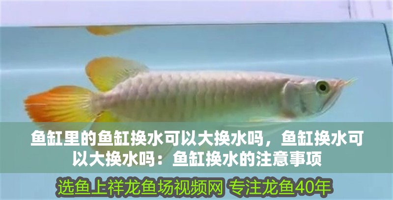 魚缸里的魚缸換水可以大換水嗎,魚缸換水可以大換水嗎:魚缸換水的注意事項