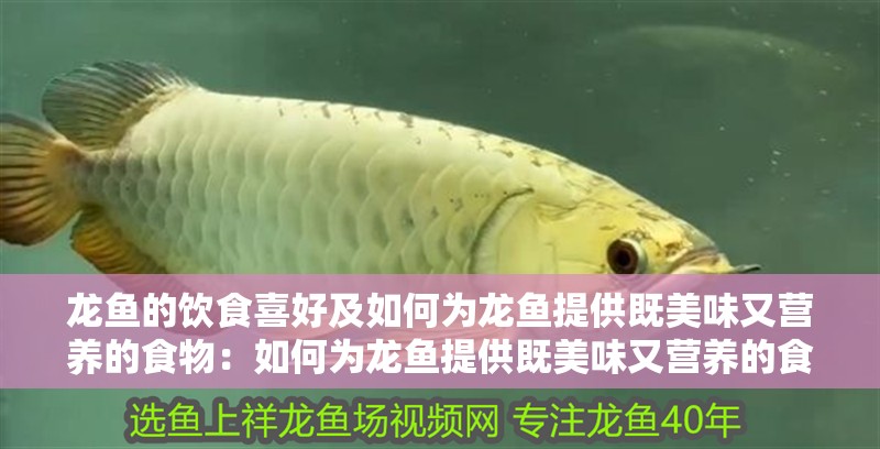 龍魚的飲食喜好及如何為龍魚提供既美味又營(yíng)養(yǎng)的食物：如何為龍魚提供既美味又營(yíng)養(yǎng)的食物