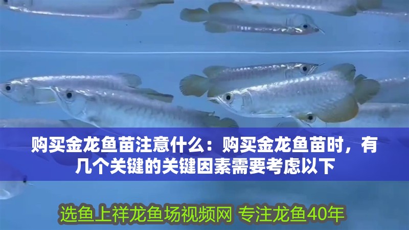 購買金龍魚苗注意什么：購買金龍魚苗時，有幾個關鍵的關鍵因素需要考慮以下