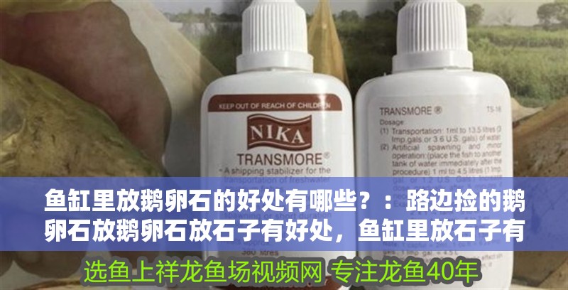 魚缸里放鵝卵石的好處有哪些？：路邊撿的鵝卵石放鵝卵石放石子有好處，魚缸里放石子有壞處 魚缸里放鵝卵石的好處有哪些？：路邊撿的鵝卵石放鵝卵石放石子有好處，魚缸里放石子有壞處 魚缸百科