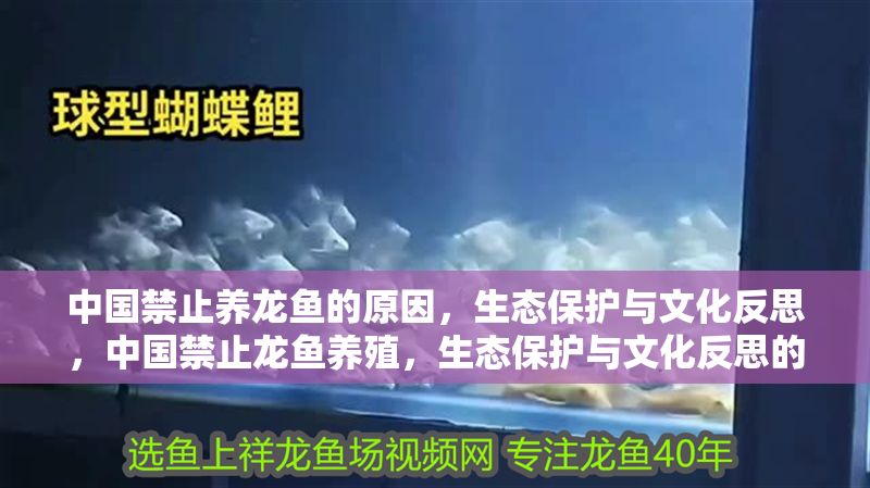 中國禁止養龍魚的原因，生態保護與文化反思，中國禁止龍魚養殖，生態保護與文化反思的雙重考量