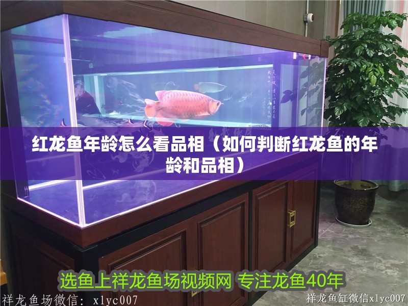 紅龍魚年齡怎么看品相（如何判斷紅龍魚的年齡和品相）
