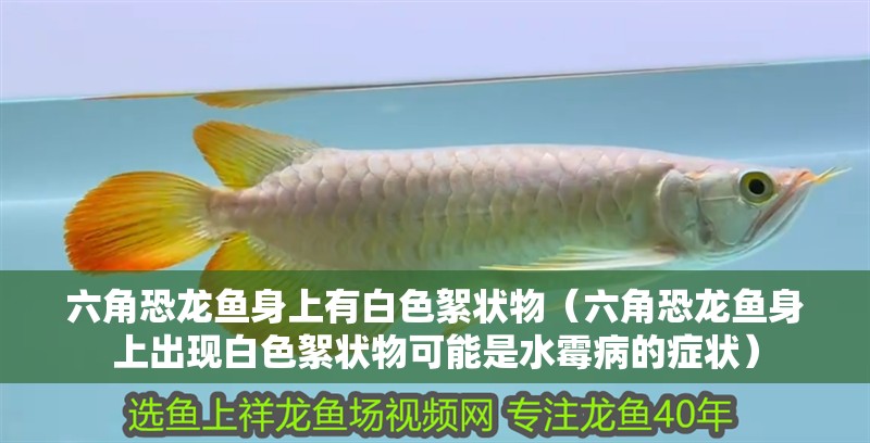 六角恐龍魚(yú)身上有白色絮狀物（六角恐龍魚(yú)身上出現(xiàn)白色絮狀物可能是水霉病的癥狀） 六角恐龍魚(yú)身上有白色絮狀物（六角恐龍魚(yú)身上出現(xiàn)白色絮狀物可能是水霉病的癥狀） 龍魚(yú)百科