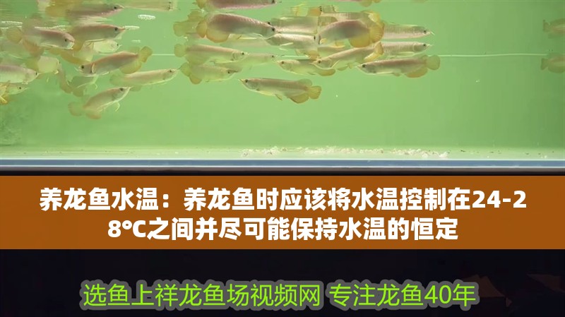 養龍魚水溫：養龍魚時應該將水溫控制在24-28℃之間并盡可能保持水溫的恒定