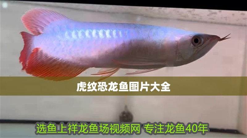 虎紋恐龍魚圖片大全