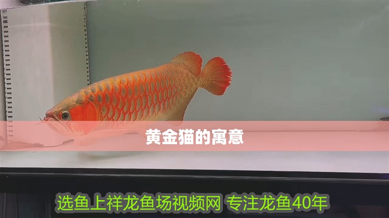 黃金貓的寓意 黃金貓的寓意 龍魚論壇