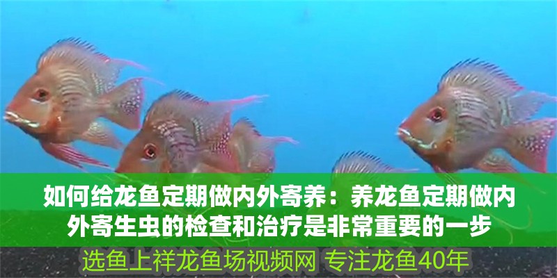 如何給龍魚定期做內外寄養：養龍魚定期做內外寄生蟲的檢查和治療是非常重要的一步