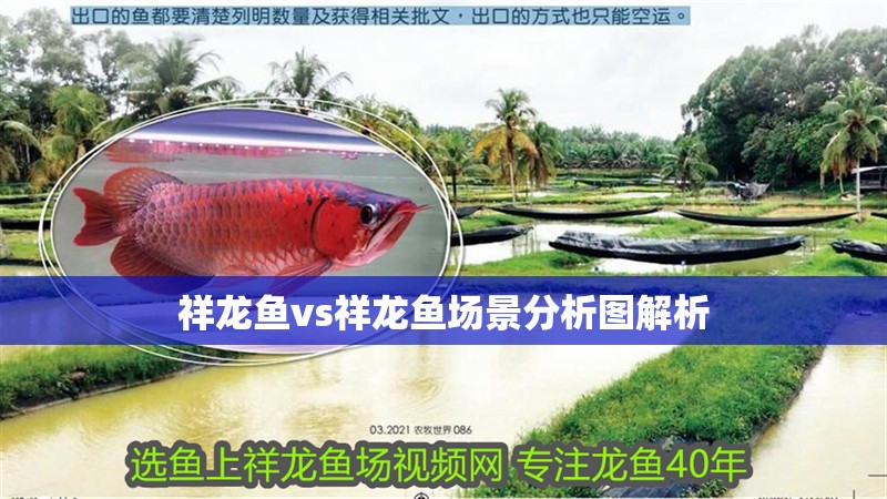 祥龍魚vs祥龍魚場景分析圖解析