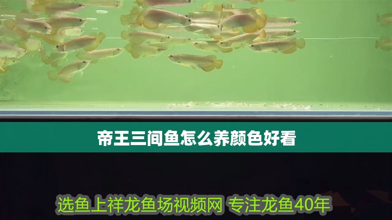 帝王三間魚怎么養顏色好看